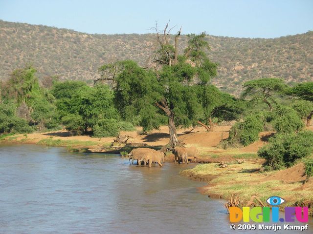 14157 Elephants drinking in river